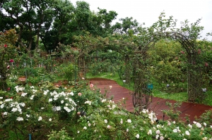 臺北玫瑰園園內玫瑰重新修剪、木棧道亦全面汰舊換新